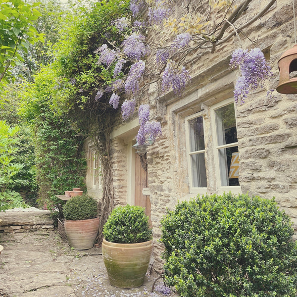 The wisteria season