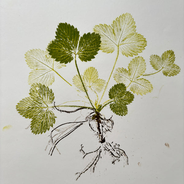 Botanical Nature Printmaking Workshops